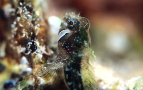 Twinhorn Blenny - Coralliozetus cardonae