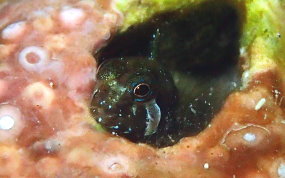 Twinhorn Blenny - Coralliozetus cardonae