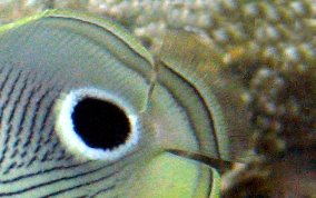 Four Eye Butterflyfish - Chaetodon capistratus 