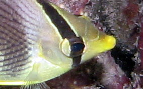 Four Eye Butterflyfish - Chaetodon capistratus 