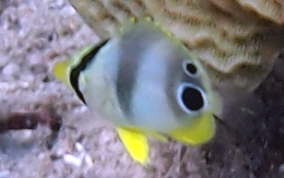 Four Eye Butterflyfish - Chaetodon capistratus 