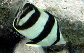 Banded Butterflyfish - Chaetodon striatus