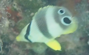 Four Eye Butterflyfish - Chaetodon capistratus 