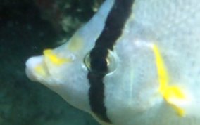 Spotfin Butterflyfish - Chaetodon ocellatus