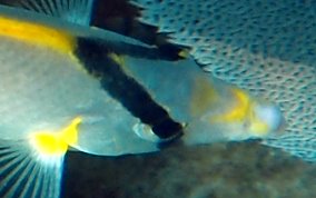 Spotfin Butterflyfish - Chaetodon ocellatus