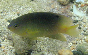 Beaugregory Damselfish - Stegastes leucostictus