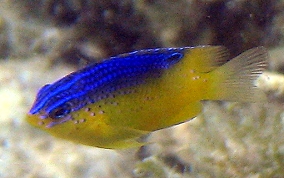 Beaugregory Damselfish - Stegastes leucostictus