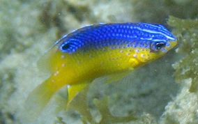 Beaugregory Damselfish - Stegastes leucostictus