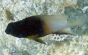 Bi-Colored Damselfish - Stegastes partitus