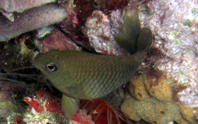 Cocoa Damselfish - Stegastes veriabilis