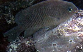 Cocoa Damselfish - Stegastes veriabilis