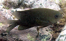 Cocoa Damselfish - Stegastes veriabilis