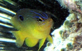 Cocoa Damselfish - Stegastes veriabilis