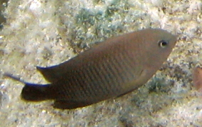 Cocoa Damselfish - Stegastes veriabilis