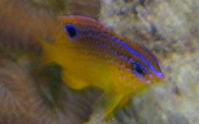 Longfin Damselfish - Stegastes diencaeus