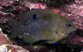 Cocoa Damselfish - Stegastes veriabilis