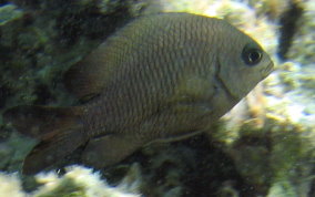 Dusky Damselfish - Stegastes adustus