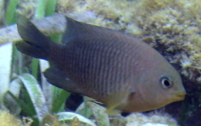 Dusky Damselfish - Stegastes adustus