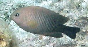 Dusky Damselfish - Stegastes adustus