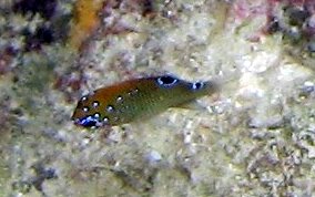 Dusky Damselfish - Stegastes adustus