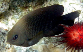 Dusky Damselfish - Stegastes adustus