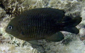 Dusky Damselfish - Stegastes adustus