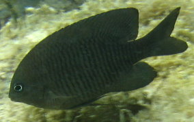 Dusky Damselfish - Stegastes adustus