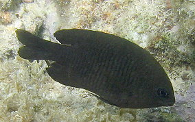 Dusky Damselfish - Stegastes adustus