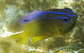 Longfin Damselfish - Stegastes diencaeus