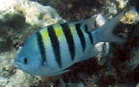 Sergeant Major - Abudefduf saxatilis