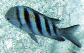 Sergeant Major - Abudefduf saxatilis