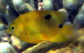 Threespot Damselfish - Stegastes planifrons