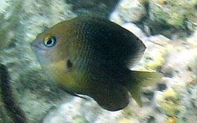 Threespot Damselfish - Stegastes planifrons