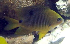 Threespot Damselfish - Stegastes planifrons