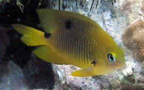 Threespot Damselfish - Stegastes planifrons