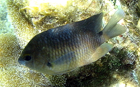 Threespot Damselfish - Stegastes planifrons