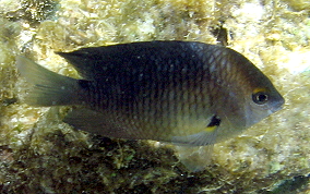 Threespot Damselfish - Stegastes planifrons