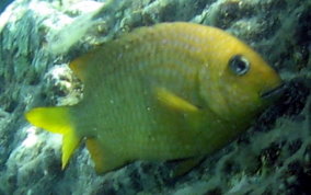 Yellowtail DamselfishYellowtail Damselfish - Microspathodon chrysurus  -Courting Male