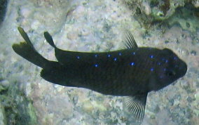 Yellowtail Damselfish - Microspathodon chrysurus 