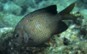 Yellowtail Damselfish - Microspathodon chrysurus 