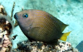 Yellowtail Damselfish - Microspathodon chrysurus 