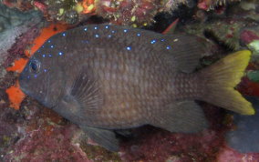 Yellowtail Damselfish - Microspathodon chrysurus 