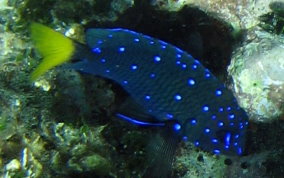 Yellowtail Damselfish - Microspathodon chrysurus 