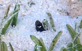 Brown Garden Eel - Heteroconger longissimus