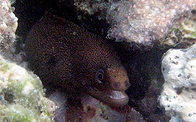 Goldentail Moray - Gymnothorax miliaris