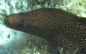 Goldentail Moray - Gymnothorax miliaris