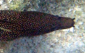 Goldentail Moray - Gymnothorax miliaris