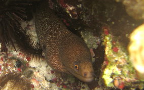 Goldentail Moray - Gymnothorax miliaris