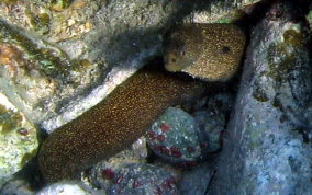 Goldentail Moray - Gymnothorax miliaris