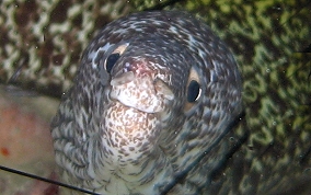 Spotted Moray Eel - Gymnothorax moringa 